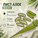 Лист Алое Мексика AL001 фото 4
